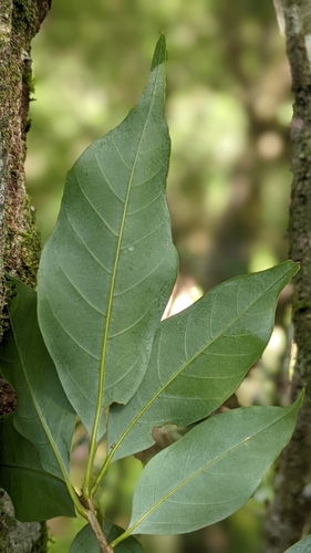 Quercus longinux (Quercus longinux)