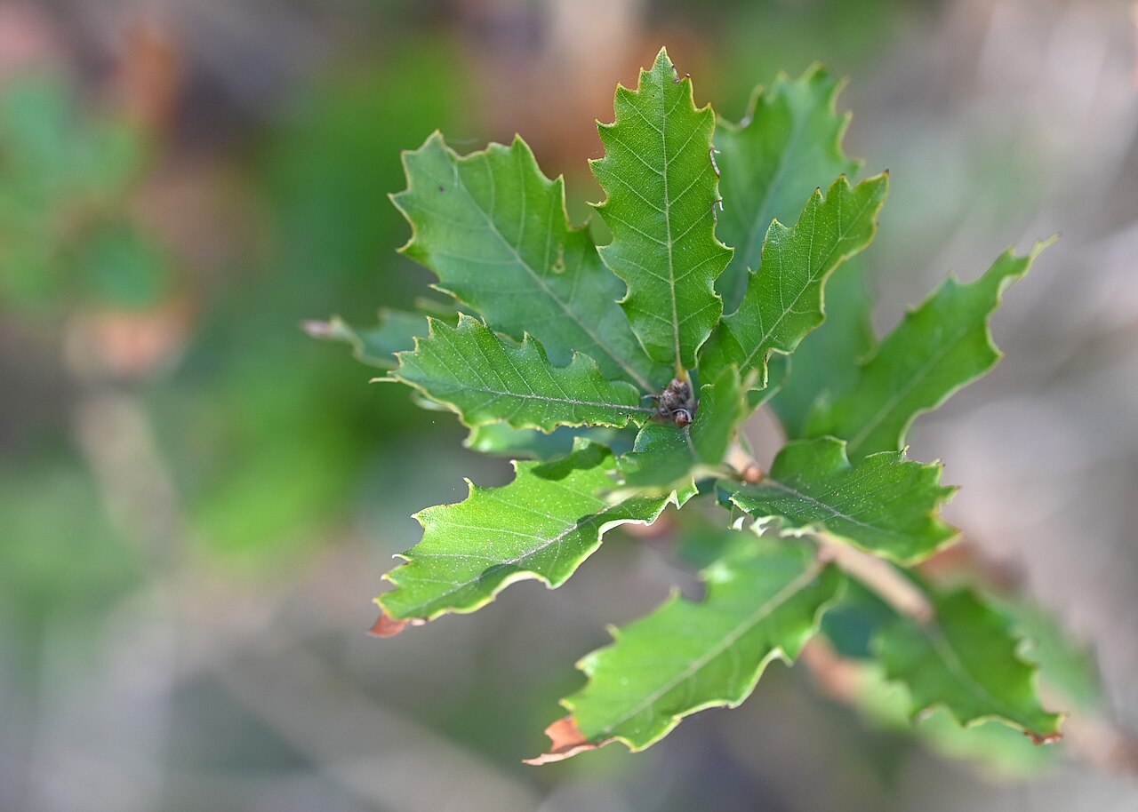 Quercus lusitanica: Quercus lusitanica in Jardín Botánico El Aljibe
