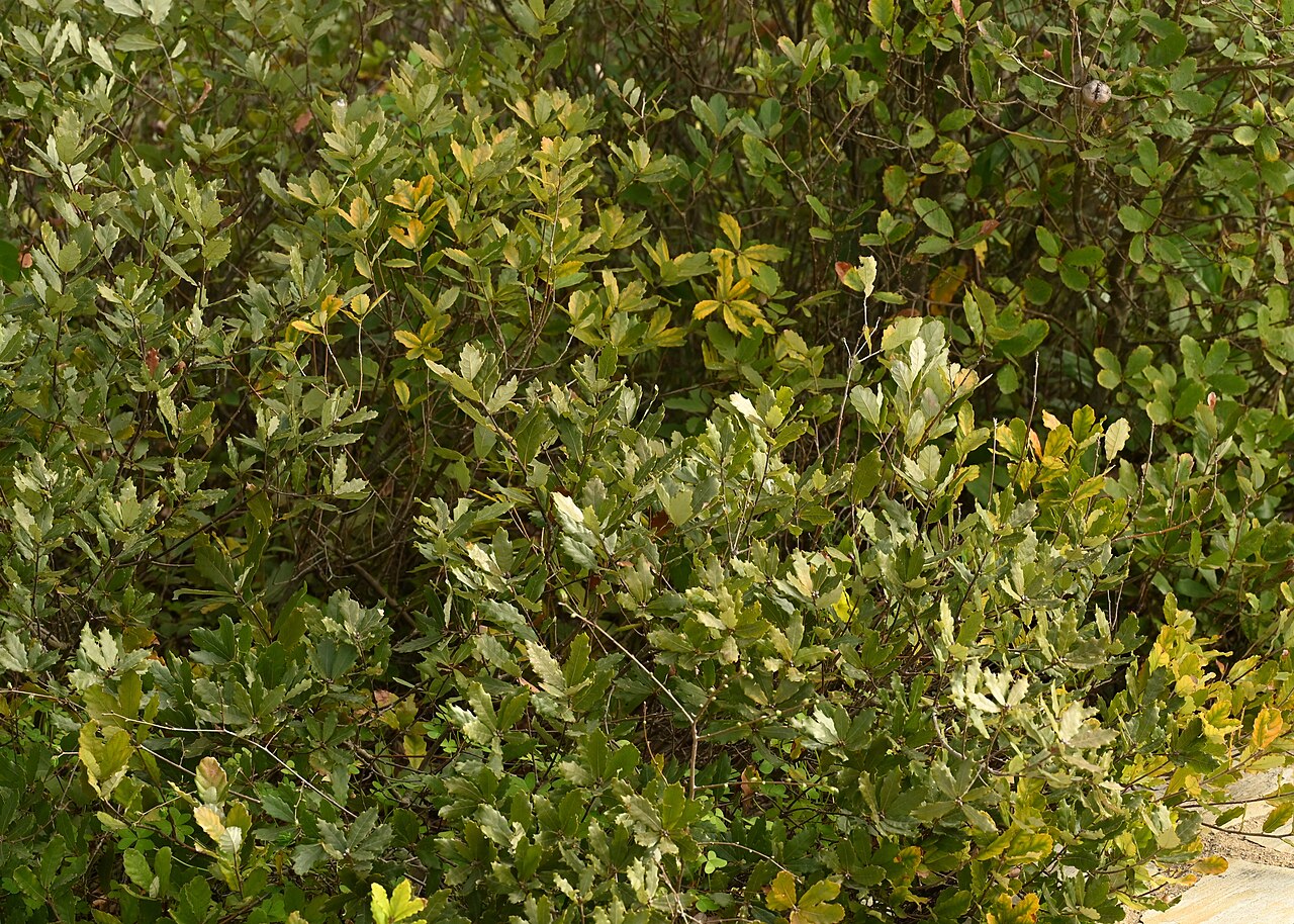 Quercus lusitanica: Quercus lusitanica in Jardín Botánico El Robledo