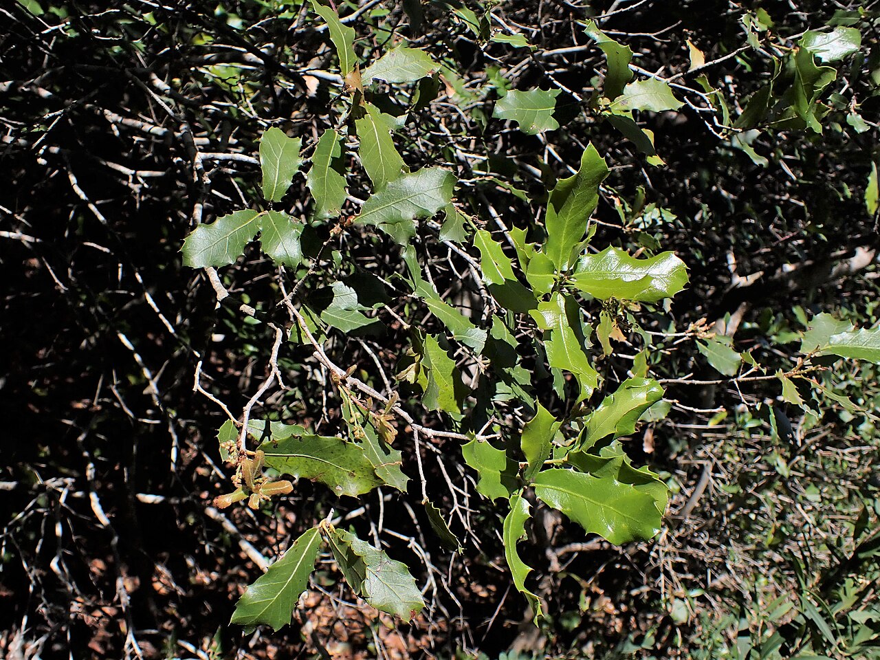 Quercus lusitanica: Quercus lusitanica in Portinho da Arrábida W from Setubal, Portugal