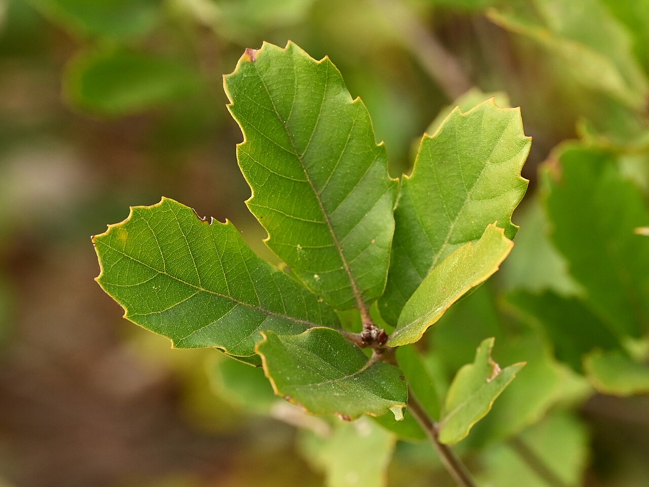 Quercus lusitanica: Quercus lusitanica in Jardín Botánico El Robledo