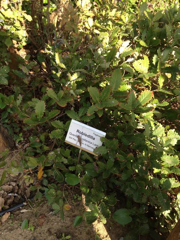 Quercus lusitanica: Robledilla o Quejigueta en castellano, arbusto de pequeño porte. Foto tomada en el Jardin Botanico del Aljibe, en Alcala de los Gazules