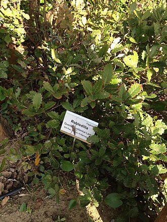 Quercus lusitanica: Robledilla o Quejigueta en castellano, arbusto de pequeño porte. Foto tomada en el Jardin Botanico del Aljibe, en Alcala de los Gazules