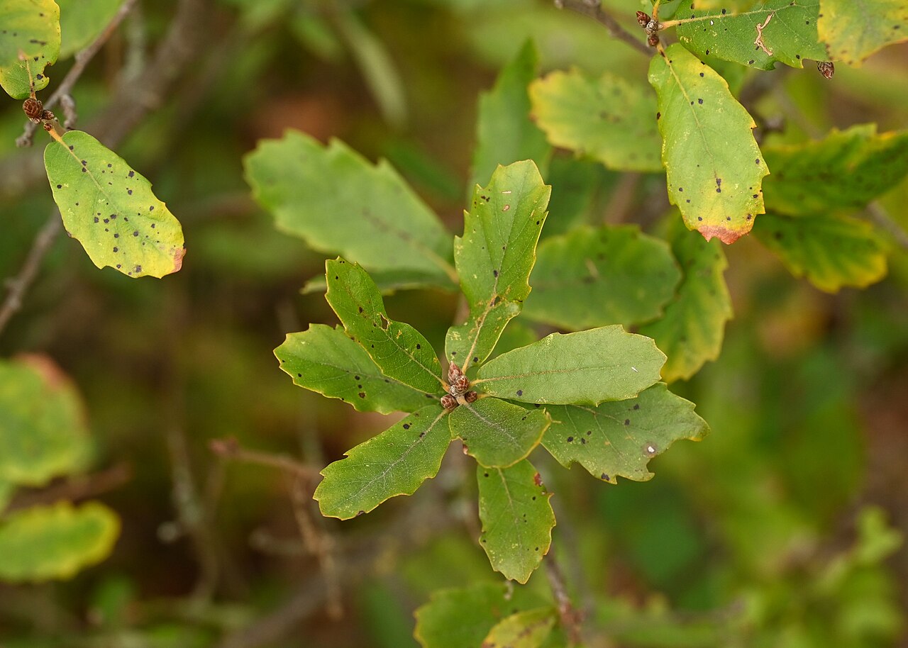 Quercus lusitanica: Quercus lusitanica in Jardín Botánico El Robledo
