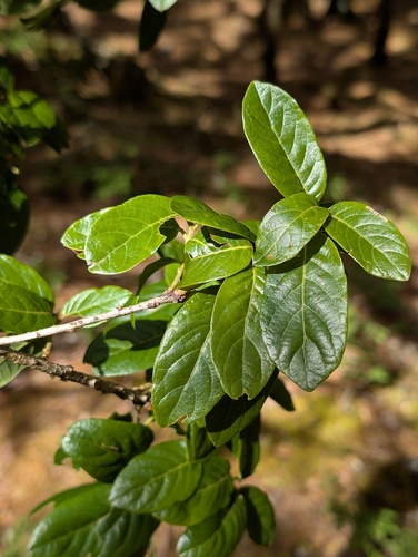 Quercus macdougallii (Quercus macdougallii)