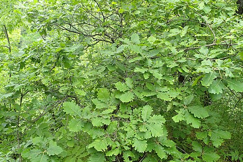 Caucasian oak: Quercus macranthera in Haghartsin, Armenia