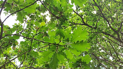 Caucasian oak: This is a photo of a natural site in Armenia identified by the ID