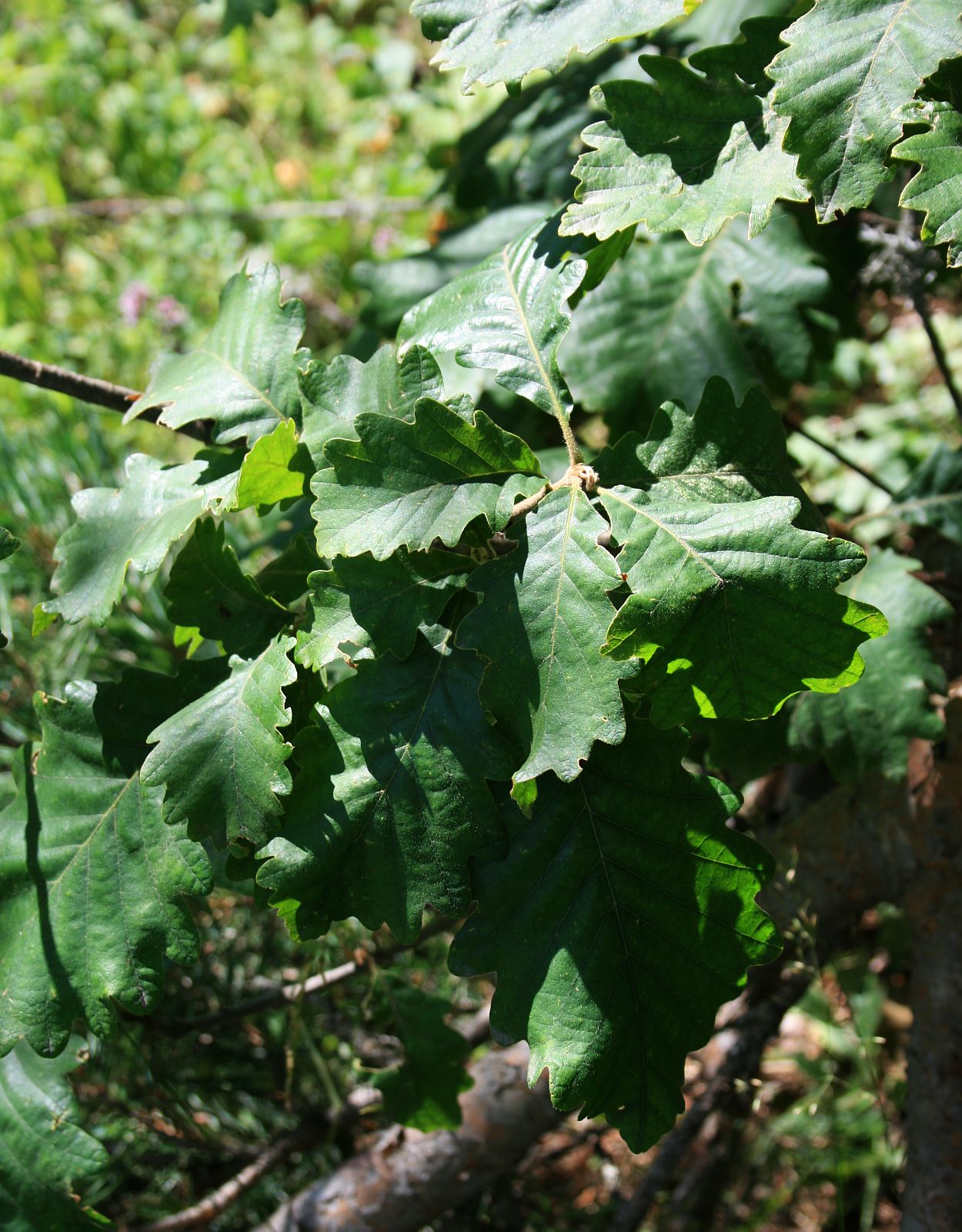 Caucasian oak: Quercus macranthera , Buchengewächse (Fagaceae) – Georgien/საქართველო: Kleiner Kaukasus, ober der Straße zum Tskhratskaro-Pass, ca. 5 km SW Bakuriani/ბაკურიანი,
