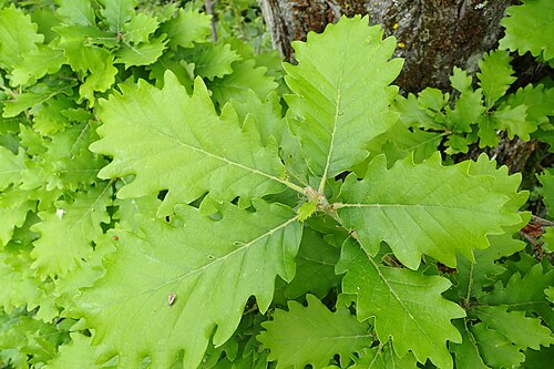 Caucasian oak: Quercus macranthera in Shahumyan, Armenia