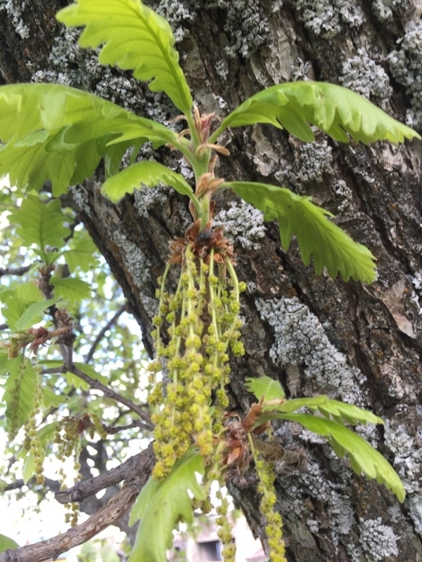 Caucasian oak: Persian oak ( Quercus macranthera ) in Armenia