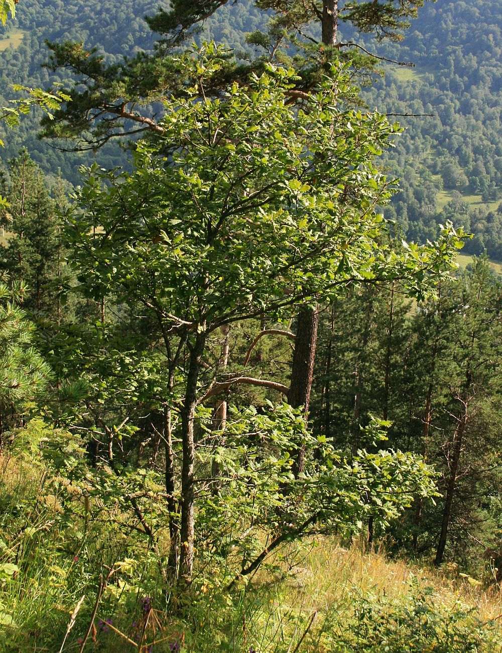 Caucasian oak: Quercus macranthera , Buchengewächse (Fagaceae) – Georgien/საქართველო: Kleiner Kaukasus, ober der Straße zum Tskhratskaro-Pass, ca. 5 km SW Bakuriani/ბაკურიანი,