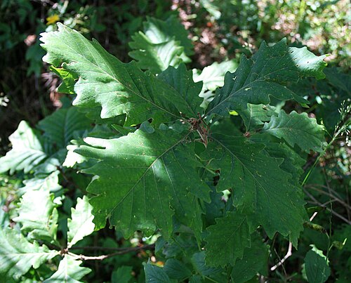 Caucasian oak: Quercus macranthera , Buchengewächse (Fagaceae) – Georgien/საქართველო: Kleiner Kaukasus, ober der Straße zum Tskhratskaro-Pass, ca. 5 km SW Bakuriani/ბაკურიანი,