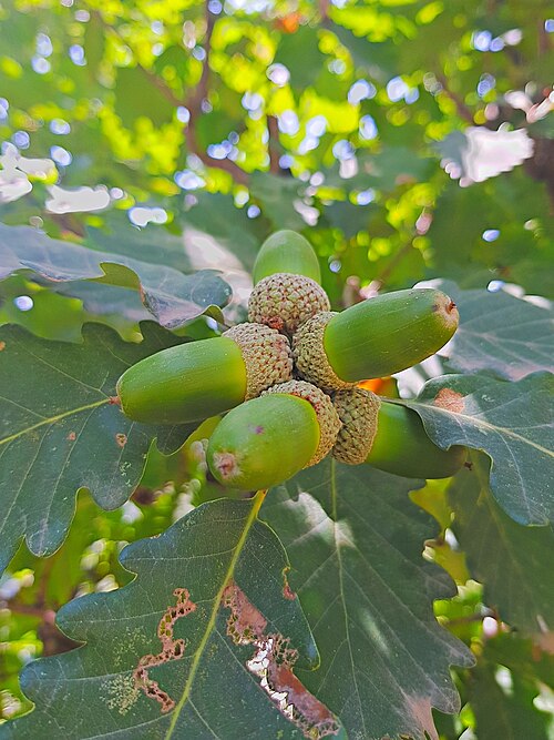 Caucasian oak: Persian oak ( Quercus macranthera ) in Iran