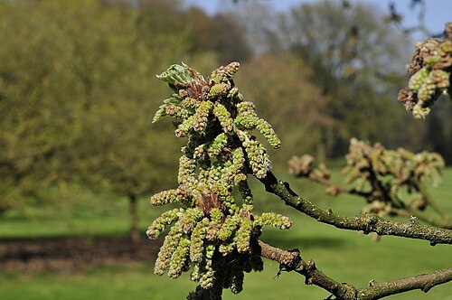 Caucasian oak: uitlopende katjes