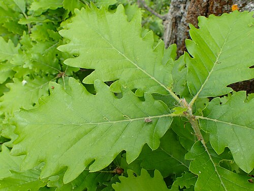 Caucasian oak: Quercus macranthera in Shahumyan, Armenia