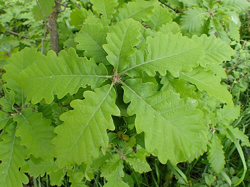 Caucasian oak: Quercus macranthera in Shahumyan, Armenia