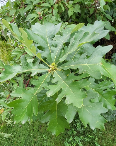 Bur oak (Quercus macrocarpa)