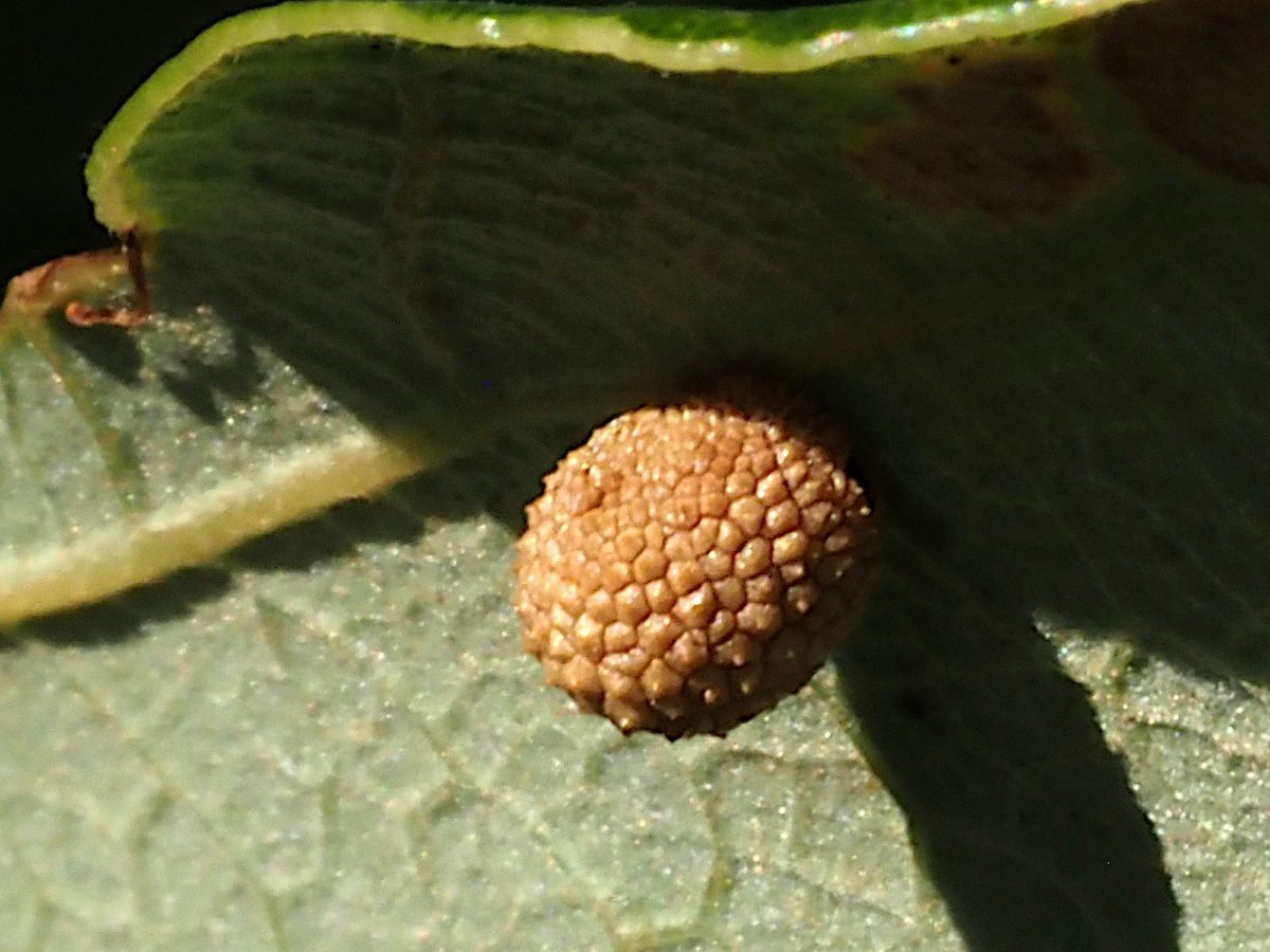 Bur oak: Jewel oak gall wasp gall on a bur oak leaf. Arrowhead Park , Naperville , USA .