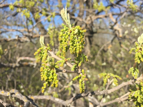 Bur oak (Quercus macrocarpa)