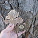 Bur oak (Quercus macrocarpa)
