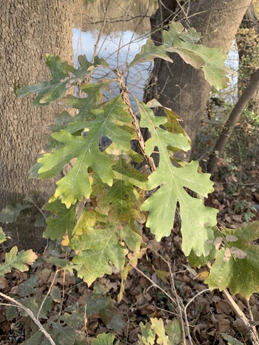 Bur oak (Quercus macrocarpa)