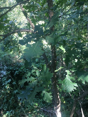 Bur oak (Quercus macrocarpa)