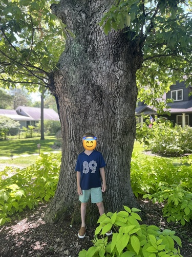 Bur oak (Quercus macrocarpa)