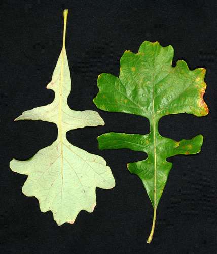 Bur oak (Quercus macrocarpa)