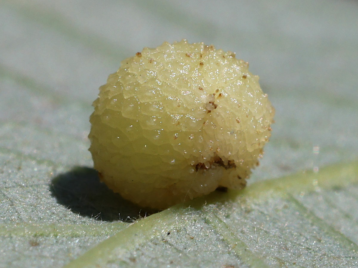 Bur oak: Jewel oak gall wasp gall on a bur oak leaf. Herrick Lake Forest Preserve , Illinois , USA .
