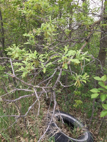 Bur oak (Quercus macrocarpa)