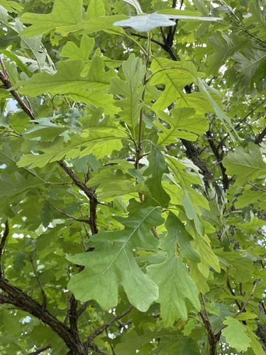 Bur oak (Quercus macrocarpa)