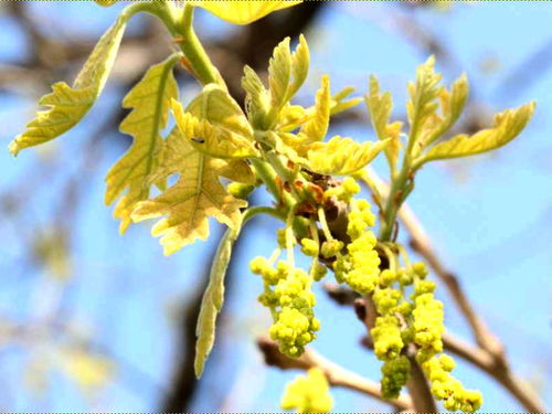 Bur oak (Quercus macrocarpa)
