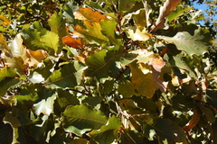 Quercus magnoliifolia (Quercus magnoliifolia)
