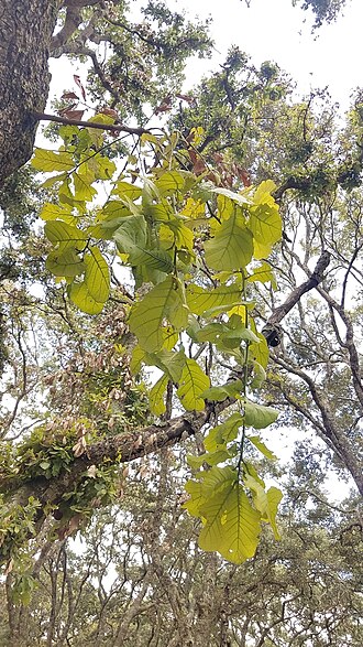 Quercus magnoliifolia: Quercus magnoliifolia. Species of plant.