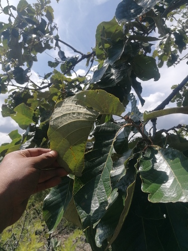 Quercus magnoliifolia (Quercus magnoliifolia)