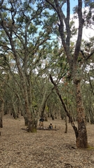 Quercus magnoliifolia (Quercus magnoliifolia)