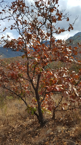 Quercus magnoliifolia (Quercus magnoliifolia)