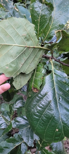 Quercus magnoliifolia (Quercus magnoliifolia)