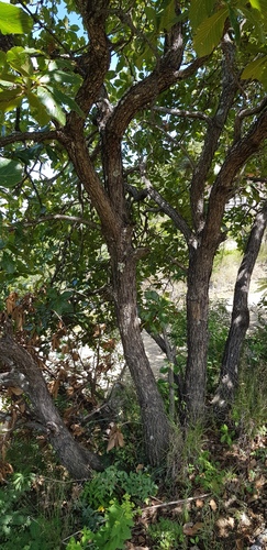 Quercus magnoliifolia (Quercus magnoliifolia)