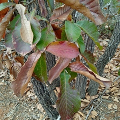 Quercus magnoliifolia (Quercus magnoliifolia)