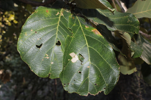 Quercus magnoliifolia (Quercus magnoliifolia)