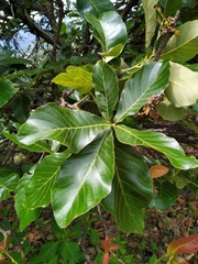 Quercus magnoliifolia (Quercus magnoliifolia)