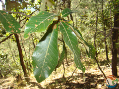 Quercus magnoliifolia (Quercus magnoliifolia)