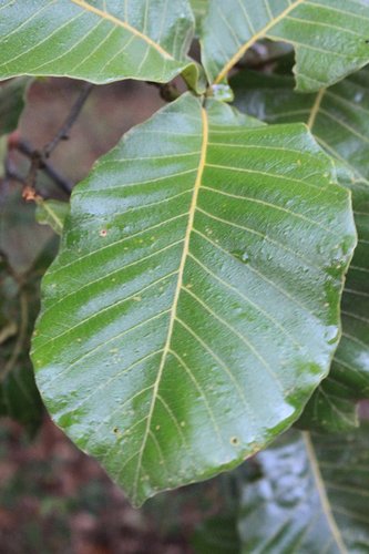 Quercus magnoliifolia (Quercus magnoliifolia)
