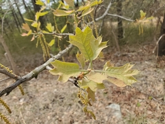 Blackjack oak (Quercus marilandica)