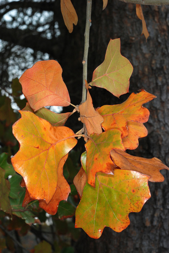 Blackjack oak (Quercus marilandica)