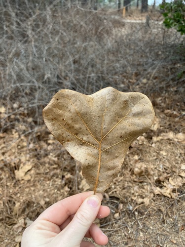 Blackjack oak (Quercus marilandica)