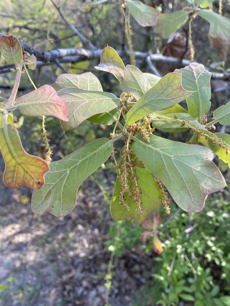 Blackjack oak (Quercus marilandica)