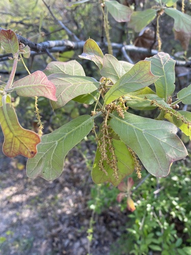 Blackjack oak (Quercus marilandica)
