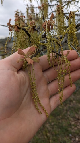 Blackjack oak (Quercus marilandica)